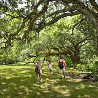 Family walking on the pathway under beautiful huge  oak trees on summer morning. People hiking in the park Gardens, Charleston, South Carolina, USA